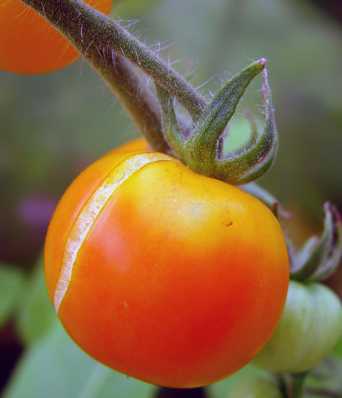 Close-up of a ripening tomato hanging from a hairy stem. The tomato is predominantly orange with shades of red and a visible split on one side. The surrounding background is blurred, featuring green leaves.