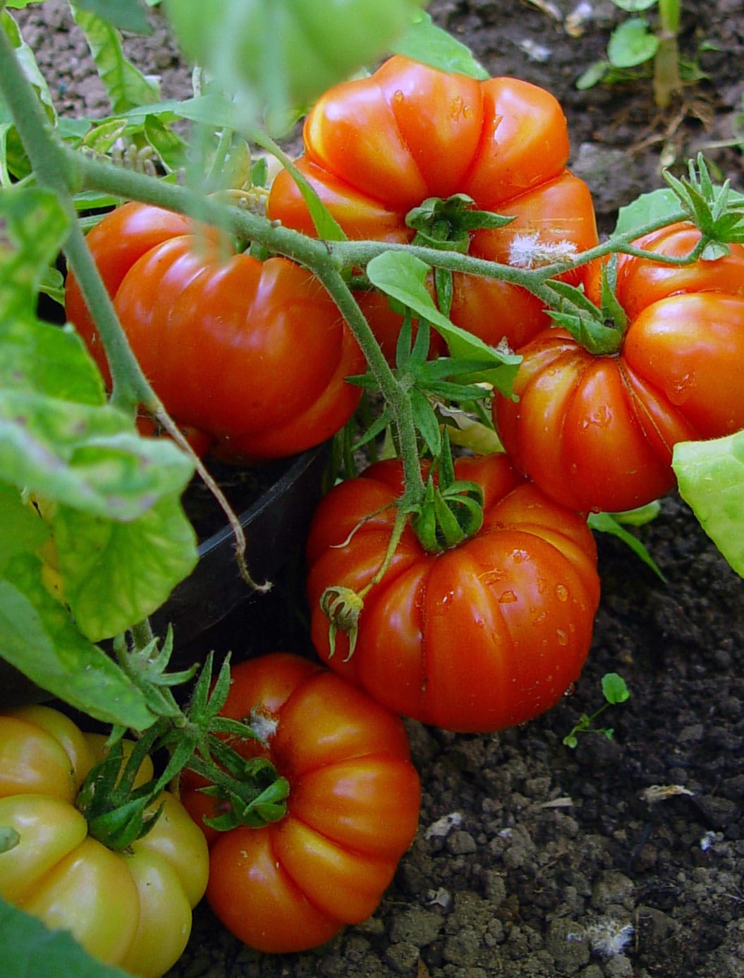 Ripe, red Beef tomatoes with a slightly wrinkled surface grow in clusters on a lush green vine. One tomato at the bottom is still yellowish, indicating it is not fully ripe. The plants are set against a background of dark, moist soil. Grown by Allotment Junkie.