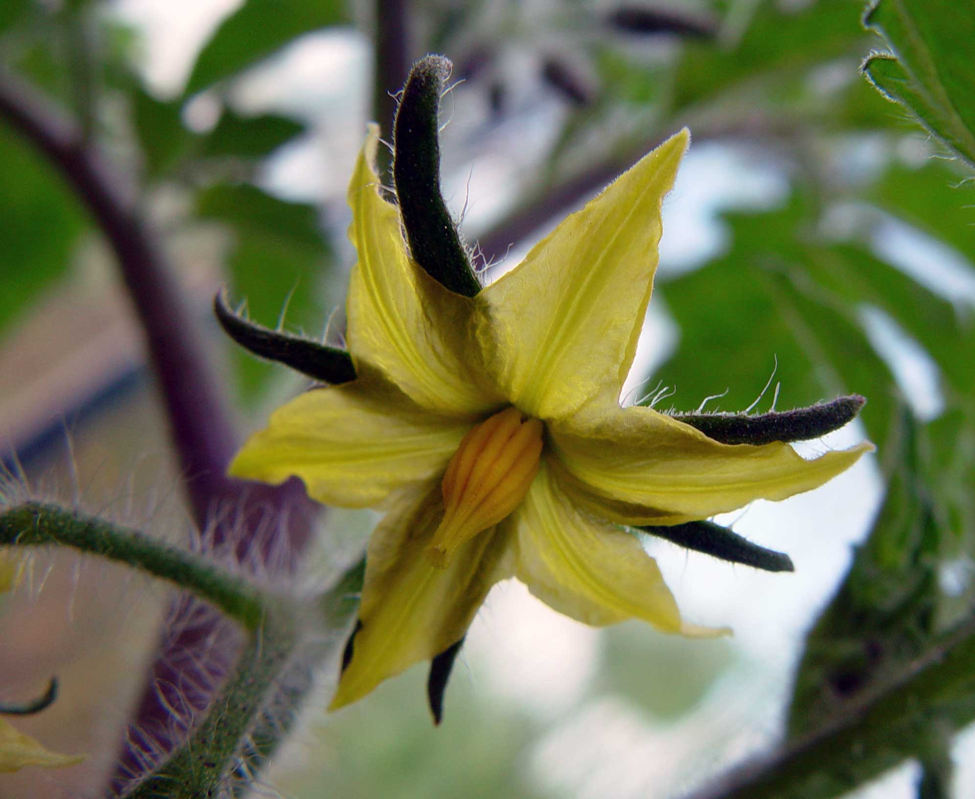 Close-up of a yellow tomato flower with five pointed petals and a fuzzy texture. The centre features a cluster of yellow stamens. Surrounding the flower are green leaves and stems, also covered in fine hairs. The background is softly blurred with hints of blue and green.