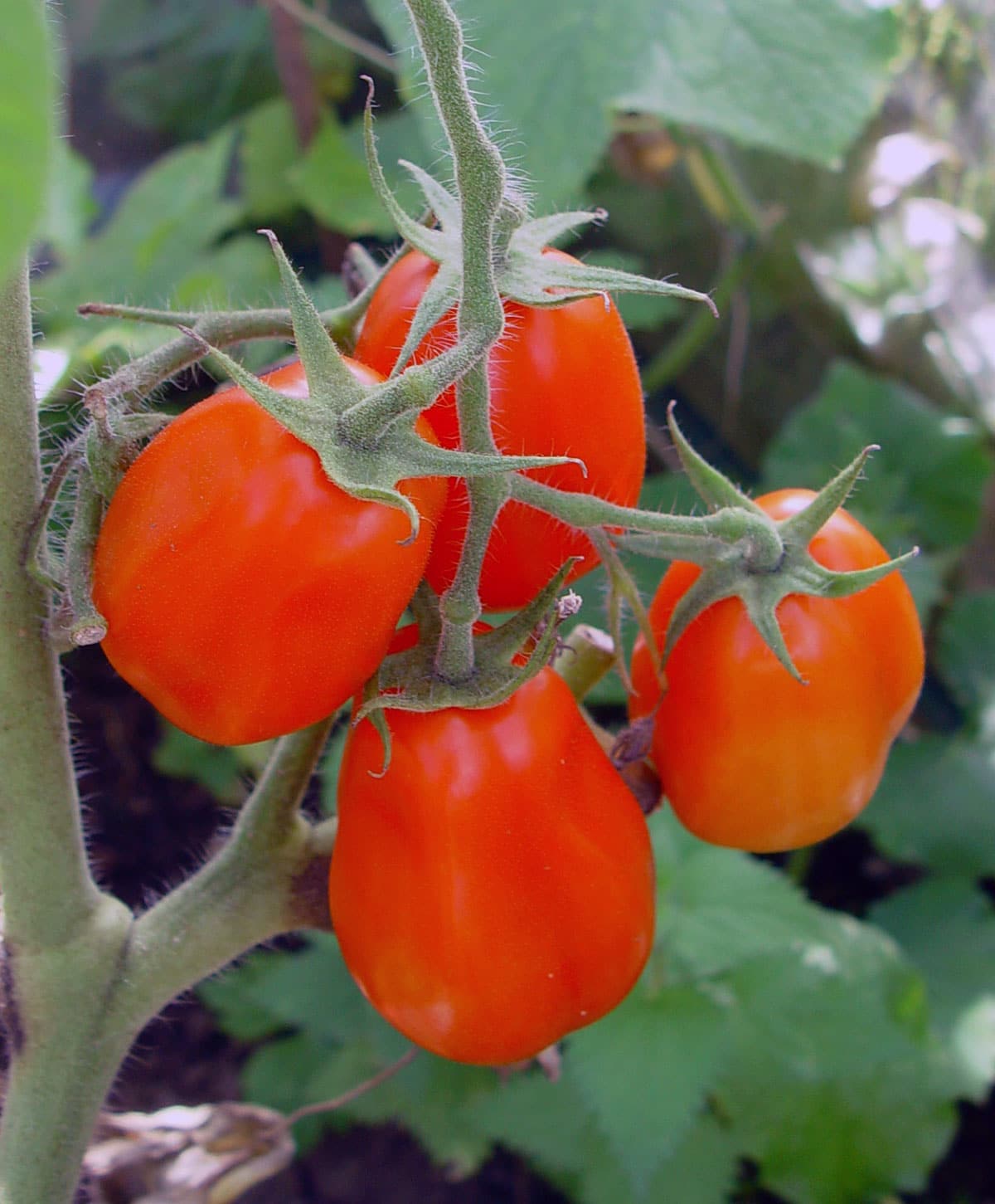 Close-up of a cluster of ripe, red Roma tomatoes hanging from a vine. The tomatoes are oval-shaped and have a glossy surface. Green leaves and stems surround the tomatoes, with soft natural light highlighting their vibrant colour, creating a fresh and lush appearance.