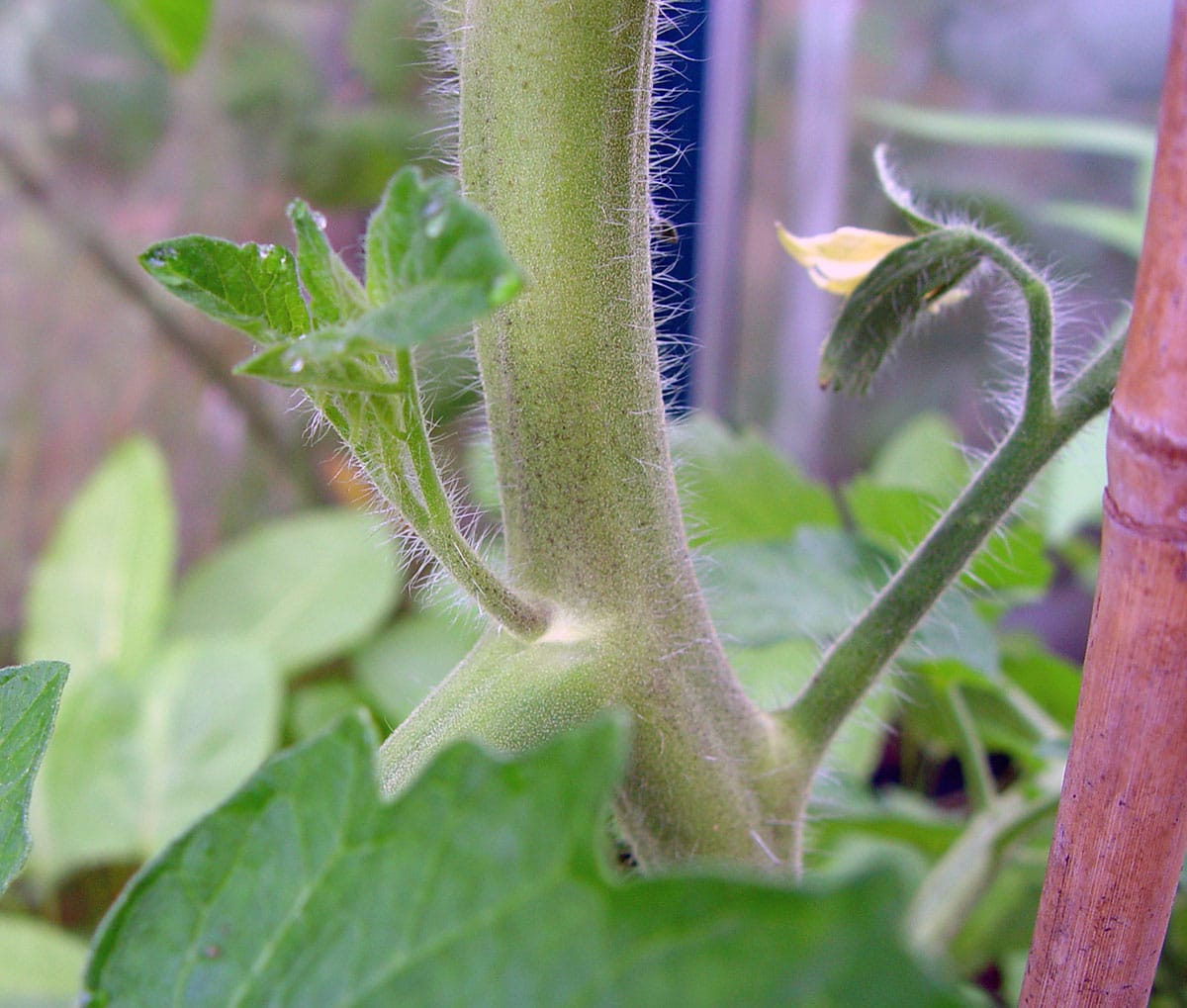 Close-up of a tomato plant stem with fine white hairs. Two small green leaves side shoots extend outward, and a wooden support stick is nearby. A curled leaf end is visible on the right. The background is slightly blurred, showing more foliage in shades of green.