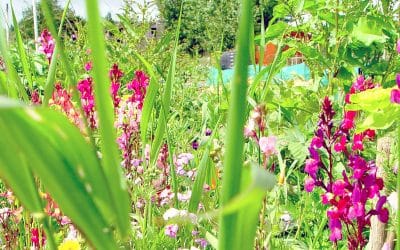 The Importance of Rewilding Your Garden: Restoring Nature in Your Own Backyard