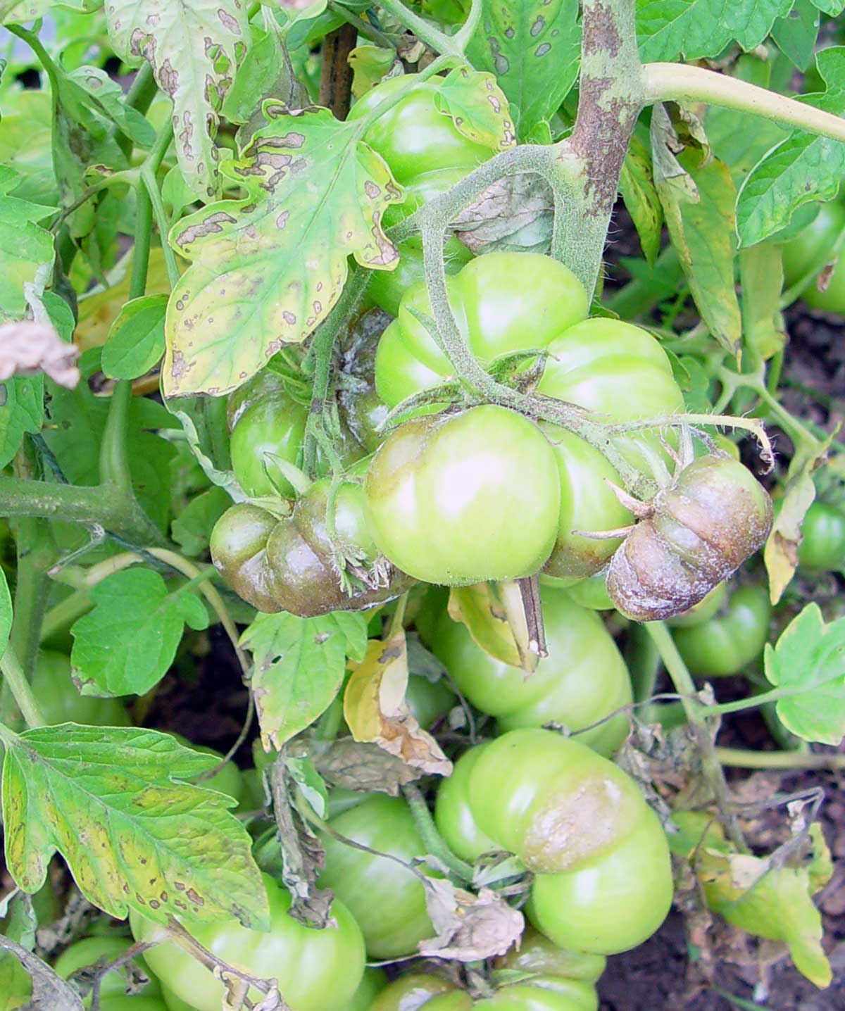 Green tomatoes hanging on the vine, surrounded by leaves showing signs of disease with spots and discoloration. The tomatoes are unripe, with patches of brown rot, suggesting potential issues with blight or another plant disease. The background reveals more foliage.