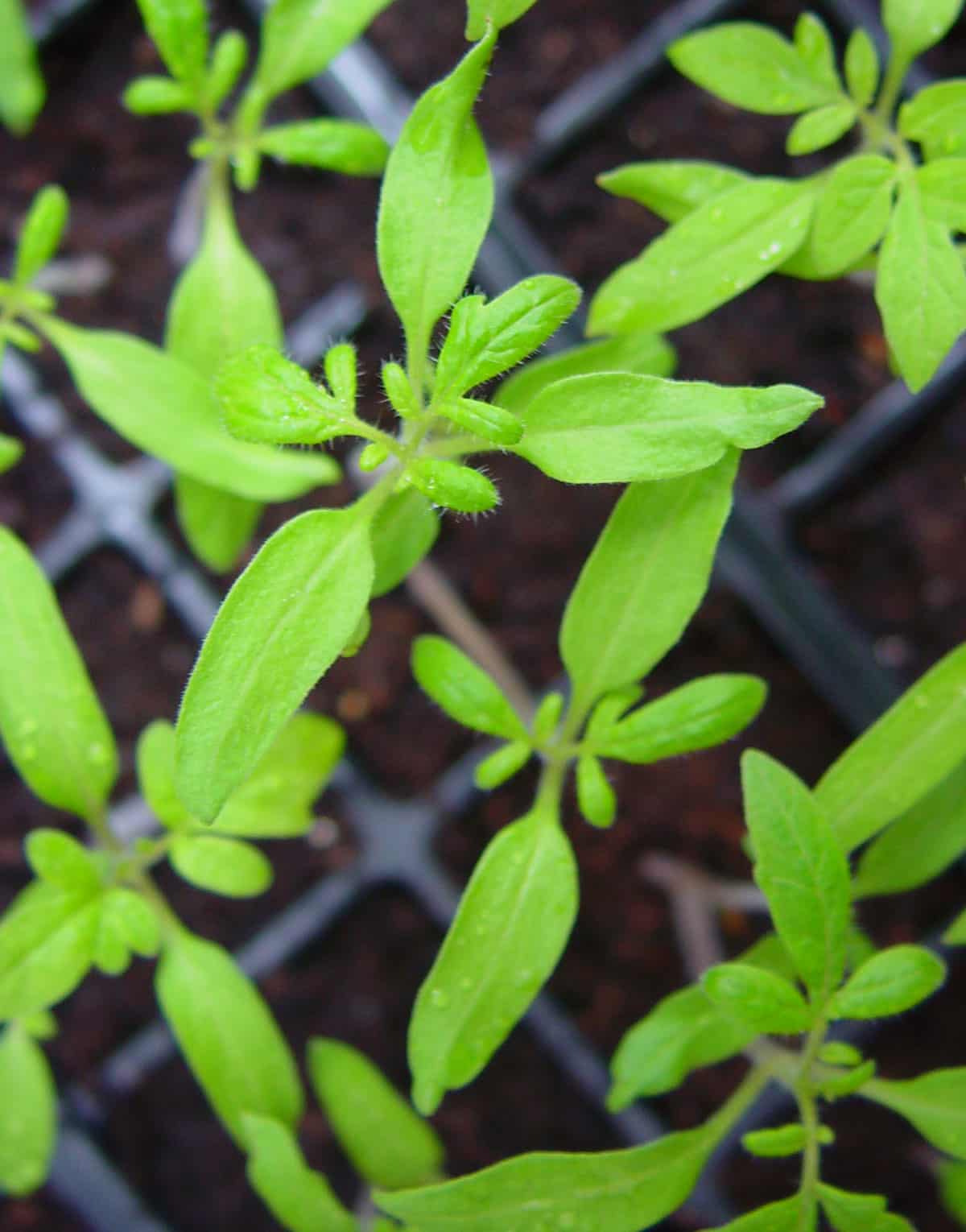 Close-up of green seedlings with elongated leaves, showing fine hairs on stems and leaves. The background reveals a grid-like black tray with dark, moist soil. The image suggests a nurturing environment for young Tomato plants.