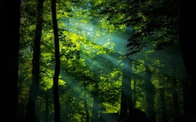 Forest Bathing: A Natural Antidote to the Stress of Modern Life