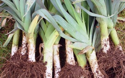 Dig This: A Guide to Growing Leeks