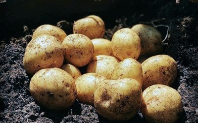 Dig This: A Guide to Growing Potatoes