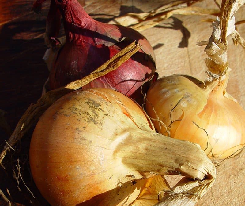 Dig This: A Guide to Growing Onions