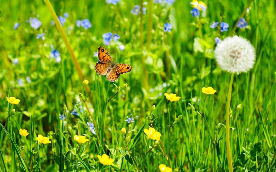No Mow May: Let Your Lawn Grow Wild for a Healthier Planet