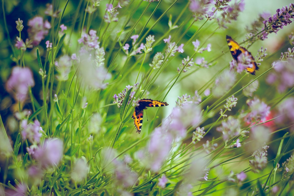Two colorful butterflies with orange and black patterned wings rest on and hover near delicate purple lavender flowers in a lush, green garden. The soft focus highlights the butterflies and flowers, creating a serene and vibrant natural scene.